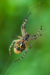 Spider on Web Macro