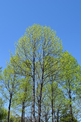 新緑の木と青空