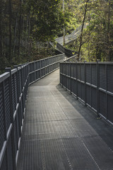 Walking trail in tropical forest