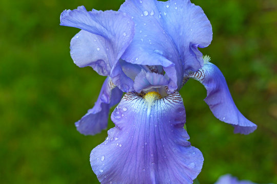 Beautiful large iris flower with rain drops. Blue iris flower on a green background...