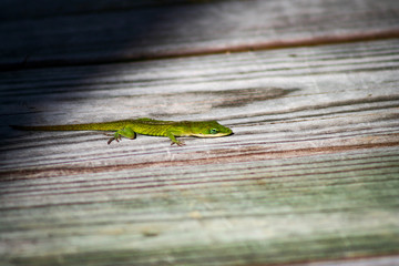 Boardwalk Lizard