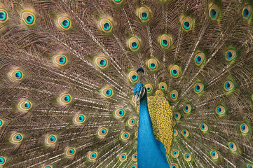 Obraz premium Male peacock with blue body surrounded by gold, brown, and blue green iridescent plumage.