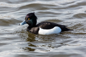 Fototapeta premium Tufted duck in the lake Tjornin, Reykjavik, Iceland. Easily recognizable by its purplish-black/white appearance and the tuft on the head.
