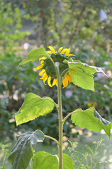 Behind the sunflower