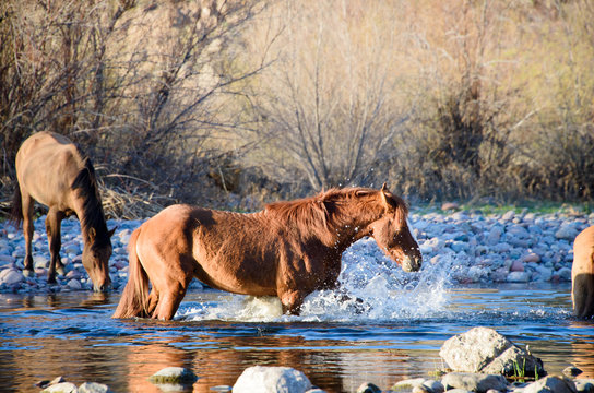 Brown wild horse mare splashing in the salt river in Arizona
