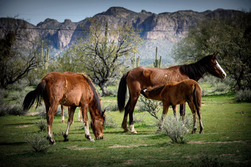 Young wild colt nursing while mares graze in Arizona desert