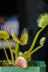 Venus fly trap © Natalia