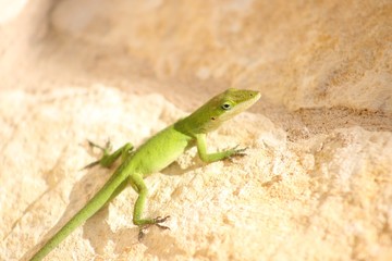 Small Green Anole Lizard