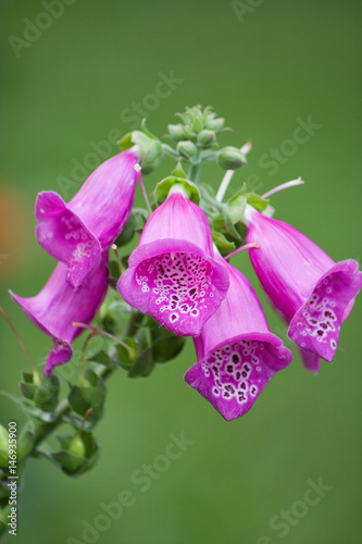Tiny Purple Bell Shaped Flowers On A Green Background Stock Photo Tiny Purple Bell Shaped Flowers On A Green Background