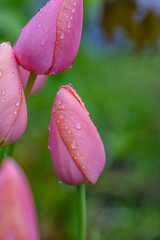macro of pink tulips in spring after April showers