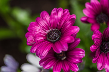 purple daisy soaked in rain