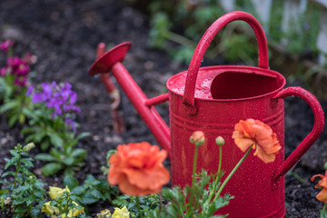 red watering can in colorful spring garden after rain