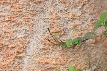 Background stone