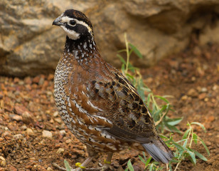 Pheasant