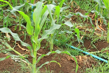 Corn farm