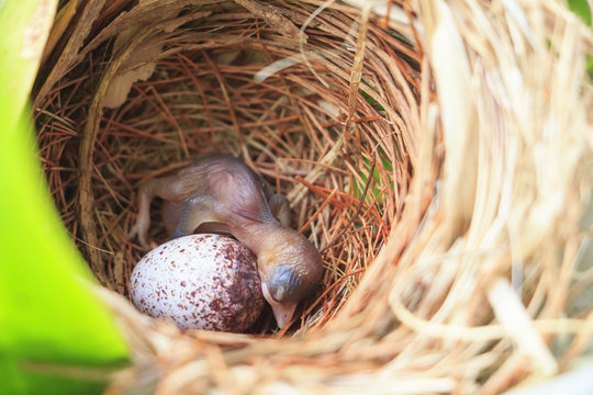 Bulbul chick and egg in nest (chick just born 1 day)
