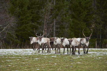 Reindeers in natural environment, Trondheim region, Northern Norway