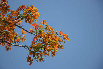 Peacock orange color beautiful on tree and sky background