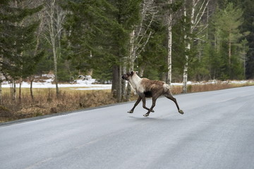 Reindeers in natural environment, Trondheim region, Northern Norway