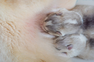 Siberian husky puppy