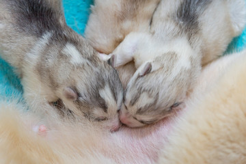 Siberian husky puppy