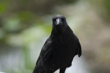 Crow Close Up