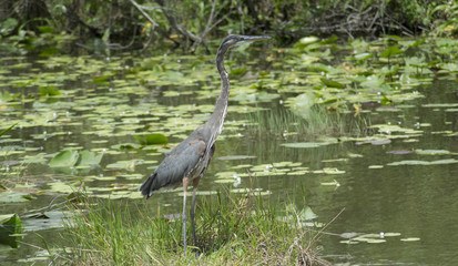Blue Heron