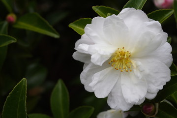 Obraz na płótnie Canvas White Camellia