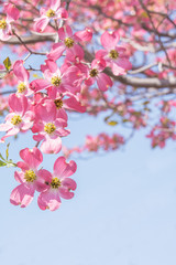 ハナミズキ　青空

