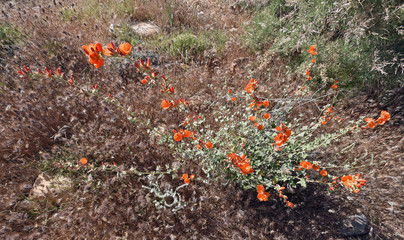 Blühende Sphaeralcea (Orange Wüstenmalve)