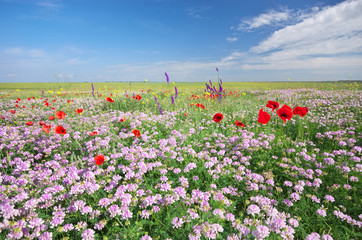 Obraz premium Spring flowers in meadow.