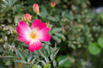 Fototapeta premium 花々の風景