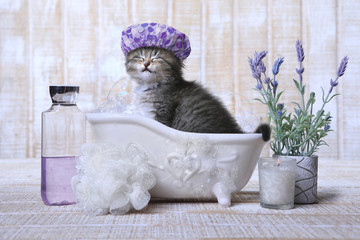 Adorable Kitten in A Bathtub Relaxing - 146958516