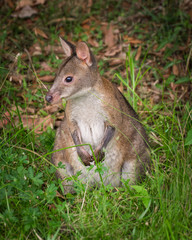 Naklejka na ściany i meble Little curious kangaroo hiding in grass in Australian bush wild animals