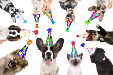 Pet Animals Isolated Wearing Birthday Hats for a Party - 146960758
