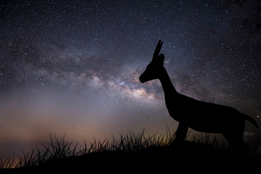 Young deer silhouette in wild at night with milky way in the sky.
