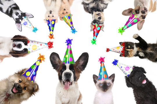 Pet Animals Isolated Wearing Birthday Hats for a Party