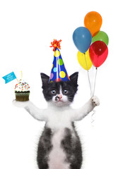 Cute Kitten Wishing You a Happy Birthday