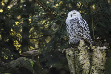 Snowy owl sitting on tree stump