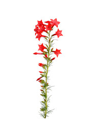 Stem of red Ipomopsis aggregata Hummingbird mix flowers isolated on white