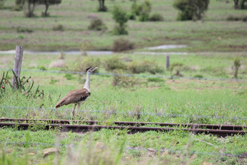 Obraz na płótnie Canvas Wild bird on rail line in bush