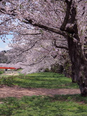 角館　桜のトンネル　桜並木
