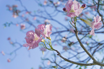 Pink Flowers, Pink sakura at Thailand.