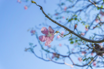Pink Flowers, Pink sakura at Thailand.