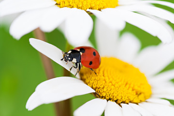 ladybug sits on a chamomile flower a close up macro © yanikap