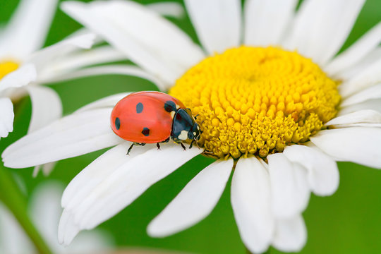 ladybug sits on a camomile flower