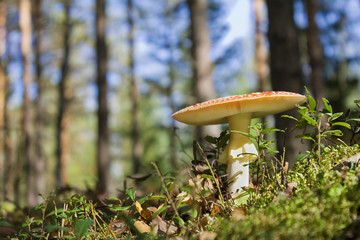autumn landscape with forest and a mushroom a fly agaric
