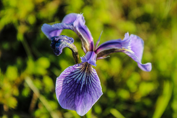 Fleur, Violette, Québec