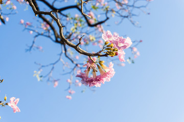 Pink Flowers, Pink sakura on blue sky background.