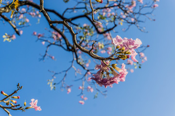 Pink Flowers, Pink sakura on blue sky background.